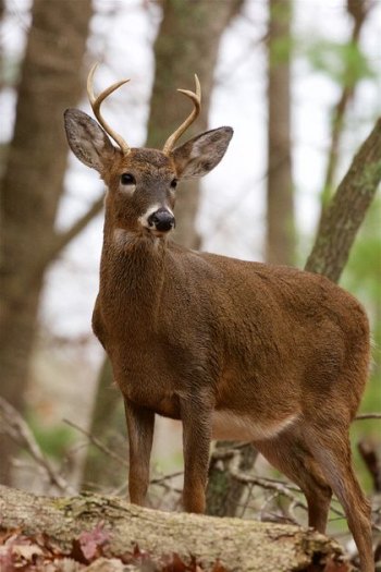 WVDNR’s electronic game check system provides opening day buck harvest numbers WVDNR’s electronic game check system provides opening day buck harvest numbers